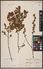 Foto von Salix aurita L. x Salix myrtilloides L.